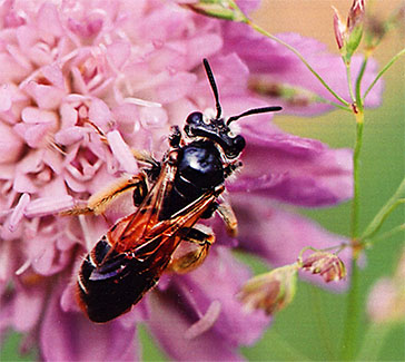 ruusuruohomaamehiläisen (Andrena hattorfiana), naaras keräämässä siitepölyä ravinnoksi